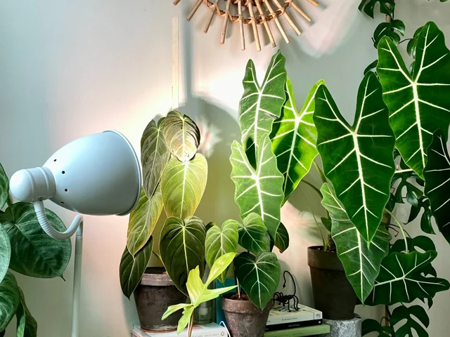 بهترین لامپ رشد گیاه برای تقویت فتوسنتز