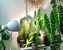 بهترین لامپ رشد گیاه برای تقویت فتوسنتز